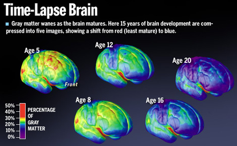 Le développement de cortex suivant l'âge