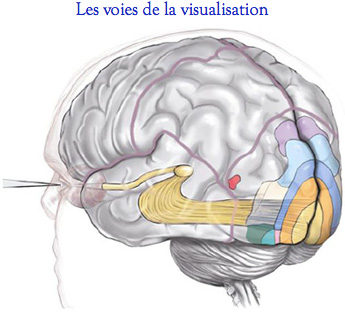 VoiesVisualisationCerveau.jpg